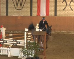 jumper Solist 151 (Hanoverian, 2008, from Stakkato)