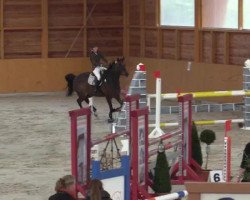 jumper Cindy T (Oldenburg show jumper, 2005, from Colander)
