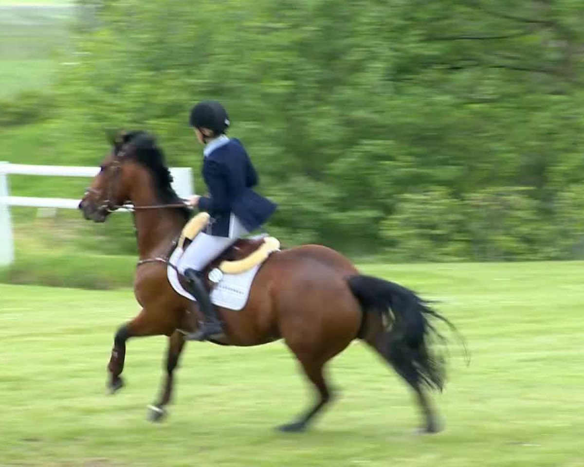 Springpferd Winnjess Opal Moon (Irish Sport Horse, 2006)
