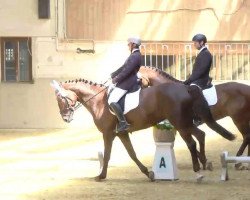 dressage horse Samara 83 (Zweibrücken, 2007, from Sir Alfred)