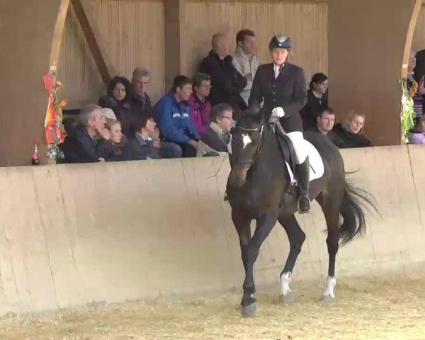 dressage horse Catch me 40 (Württemberger, 2007, from Chucas)