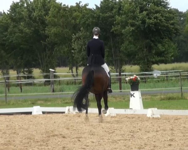 dressage horse La Fenice 3 (Hanoverian, 2008, from Londonderry)