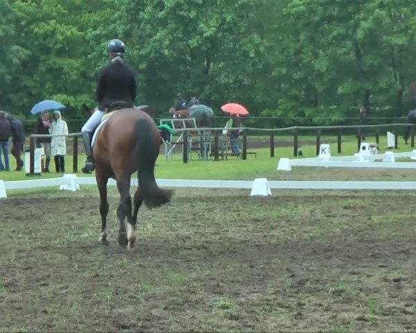 dressage horse Bella Bientje (Westphalian, 2008, from Biasini)