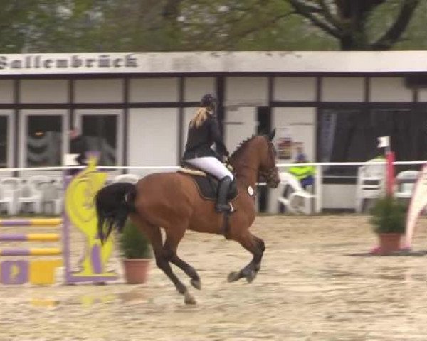 jumper Quax 60 (Oldenburg, 2007, from Quidamo)