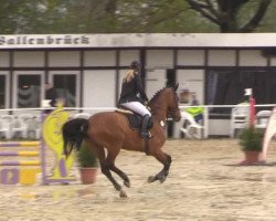 jumper Quax 60 (Oldenburg, 2007, from Quidamo)