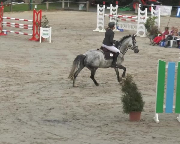 jumper Elliota 2 (Oldenburg, 2008, from Elliot van Ter Hulst)