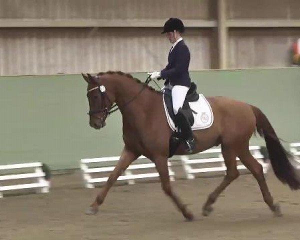 dressage horse Diddle Dee K (Württemberger, 2009, from Damon Hill)