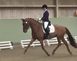 dressage horse Diddle Dee K (Württemberger, 2009, from Damon Hill)