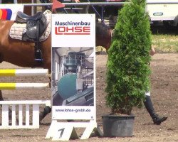 broodmare Levina 11 (Westphalian, 2004, from Lancer III)