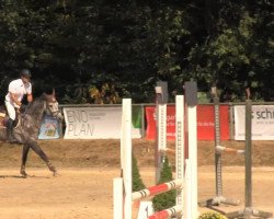 jumper Carlson 83 (Holsteiner, 2008, from Cachas)