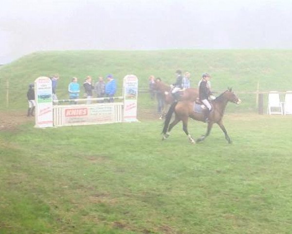 Springpferd Henna H (Deutsches Reitpony, 2008, von Hilkens Black Delight)