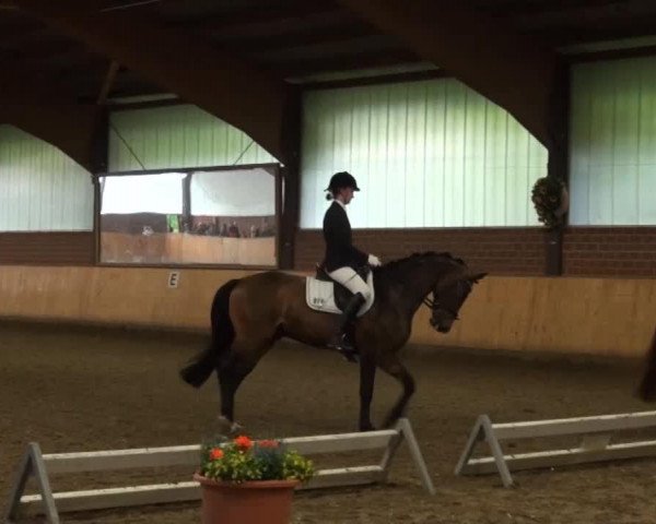 Dressurpferd Leybucht's Mona Lisa (Welsh Mountain Pony (Sek.A), 2002, von H-S Brandy)