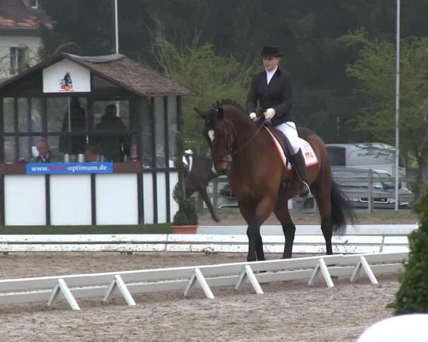 dressage horse Don Darius 3 (Oldenburg, 2002, from Don Larino 171 FIN)