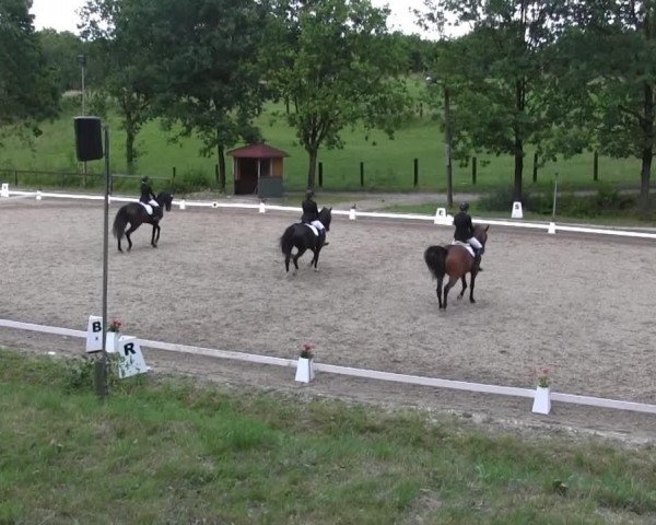 jumper Connor Contaro (Oldenburg, 2007, from Contaro)