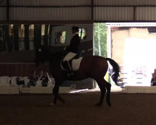 dressage horse Laoom (Westphalian, 2005, from Laomedon)