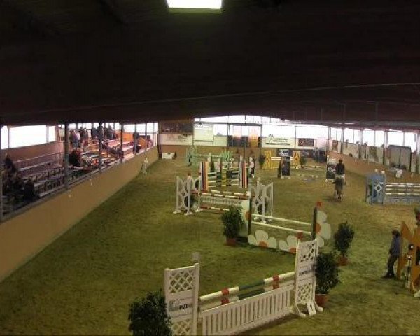 jumper Grey Top 2 (Hanoverian, 2007, from Graf Top)