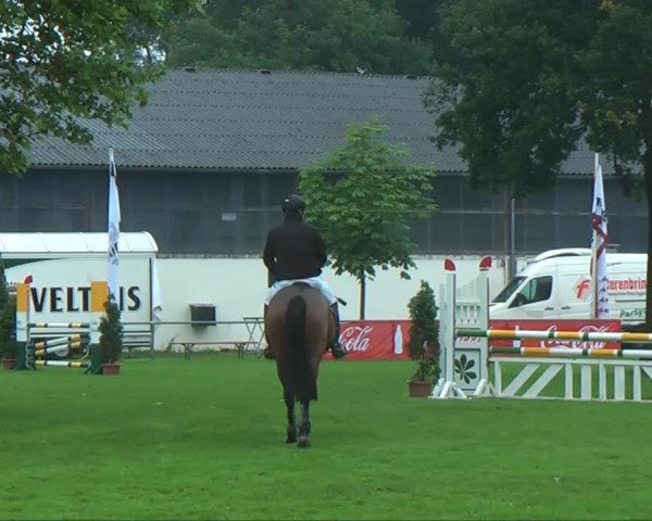 jumper Charly FAP (Westphalian, 2008, from Christiano)