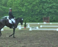 jumper Hermione Jay (Westphalian, 2008, from Conteur)