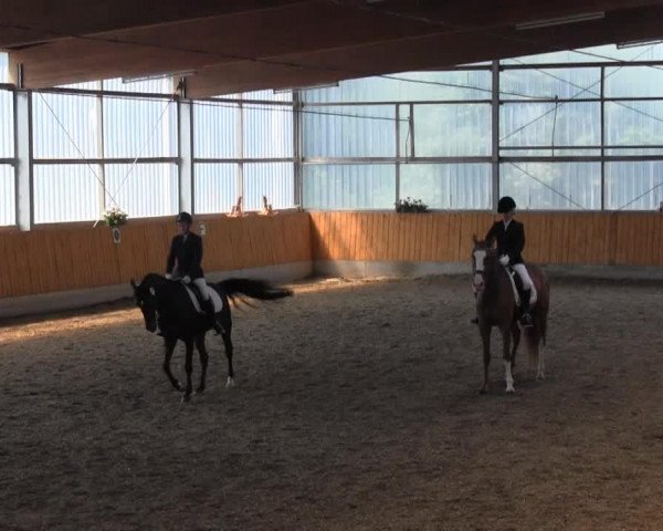 dressage horse Cooper B 2 (Westphalian, 2008, from Contello)