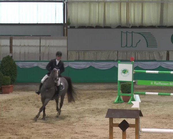 jumper Bellagio du Bois Madame (Belgian Warmblood, 2007, from Kashmir van't Schuttershof)