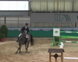 jumper Bellagio du Bois Madame (Belgian Warmblood, 2007, from Kashmir van't Schuttershof)