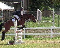 jumper Minka von Hary (Zangersheide riding horse, 2007)