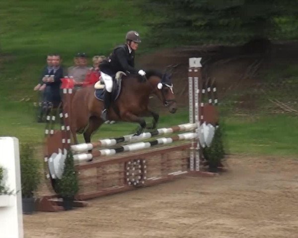 Springpferd Montana 635 (Deutsches Reitpony, 2003, von Varello)