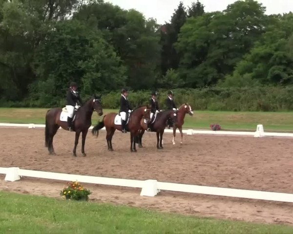 Dressurpferd Molly Star (Pony ohne Rassebezeichnung, 1994)