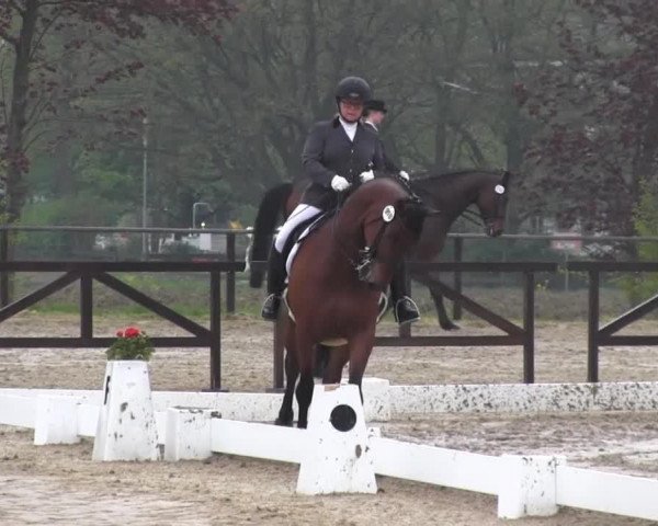 dressage horse Lord Primero L (Westphalian, 2007, from Lord Sinclair I)