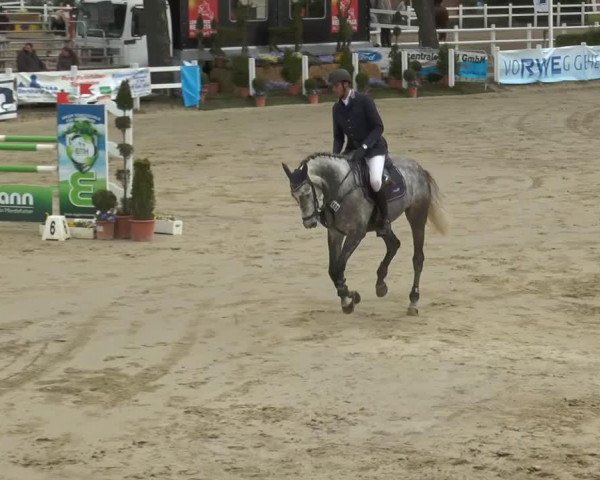 Springpferd Canturissima (Holsteiner, 2008, von Canturo)