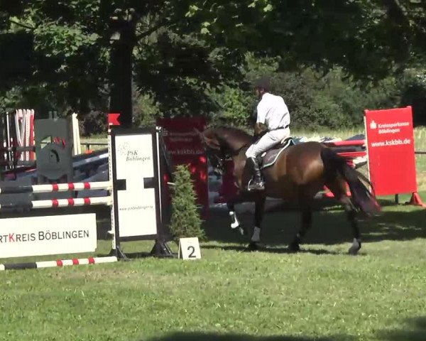 broodmare Carima 11 (Holsteiner, 2007, from Casiro I)