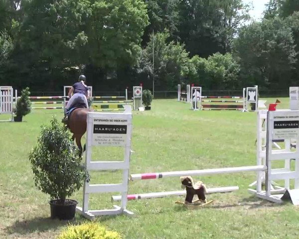 jumper Connection 21 (Oldenburg show jumper, 2005, from Cellini 8)