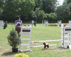 jumper Connection 21 (Oldenburg show jumper, 2005, from Cellini 8)