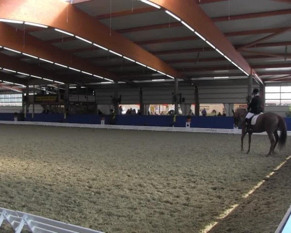 Dressurpferd Smurfin H (Oldenburger, 2008, von Swarovski)