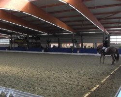 Cavallo da Dressage Smurfin H (Oldenburger, 2008, di Swarovski)