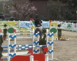 jumper Cloud Dancing 7 (German Sport Horse, 2007)