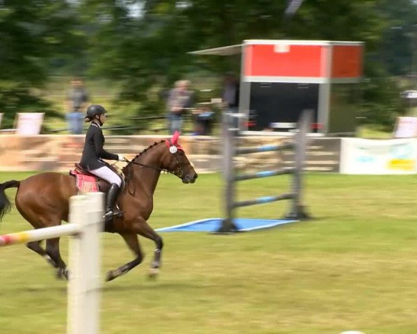 Zuchtstute Sinfonie 177 (Hannoveraner, 2006, von Stolzenberg)