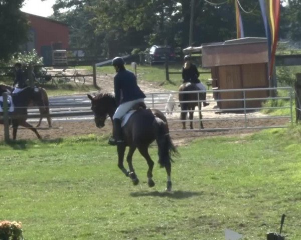 broodmare Louisa M (Hanoverian, 2007, from Langer Jan)