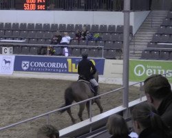 jumper Vanity Fair 20 (Hanoverian, 2008, from Verdi)