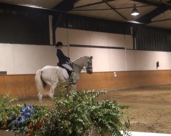 dressage horse Lorino 21 (Holsteiner, 1994, from Loutano)