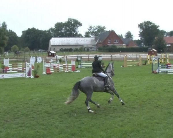 jumper Cara Vienna (Hanoverian, 2008, from Calido I)