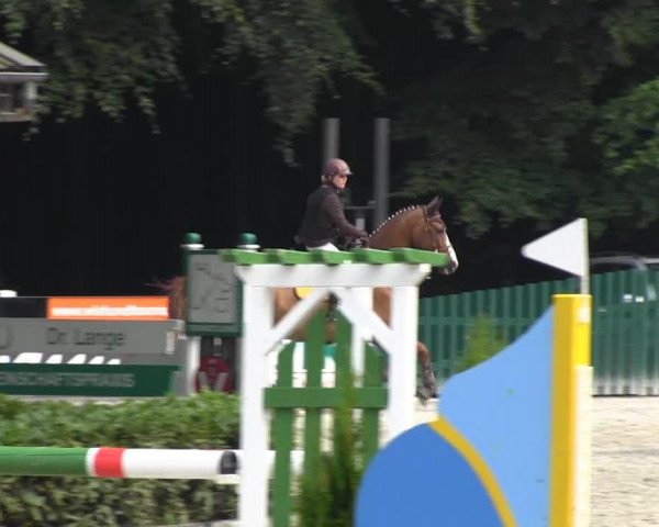 jumper Laskadeur (Oldenburg show jumper, 2007, from Landfürst)