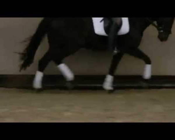 Pferd Luis B (Oldenburger, 2008, von Light and Easy)