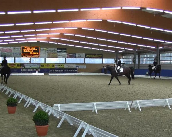 dressage horse Farina 907 (Oldenburg, 2001, from Friendship)
