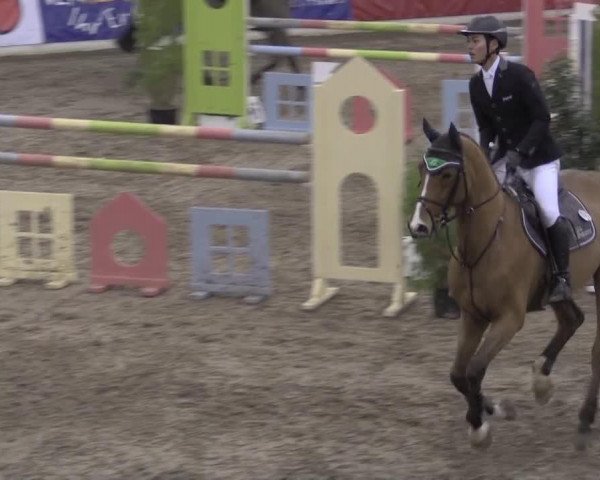 Springpferd Quidamus 3 (Westfale, 2008, von Quidam de Revel)