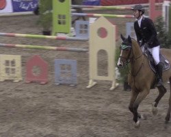 jumper Quidamus 3 (Westphalian, 2008, from Quidam de Revel)