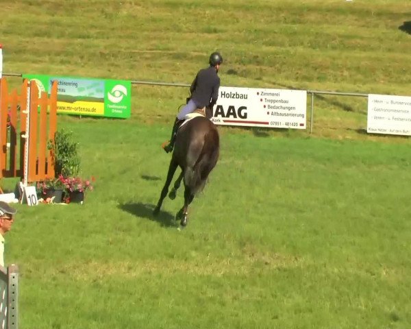 jumper Centstara (Oldenburg show jumper, 2006, from Centadel)