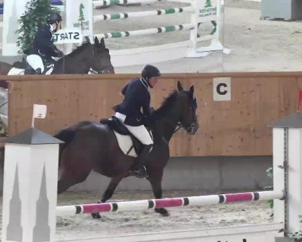 jumper Mohican de Sivry (Selle Français, 2000, from Bacus de Nouvolieu)