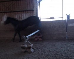 horse Gentle 25 (Württemberger, 2007, from Grafenstolz)