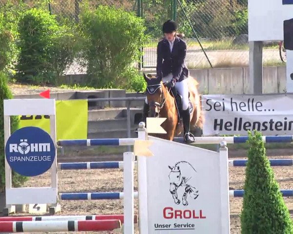 jumper Syrius 9 (Polish Warmblood, 2005, from Seigon)